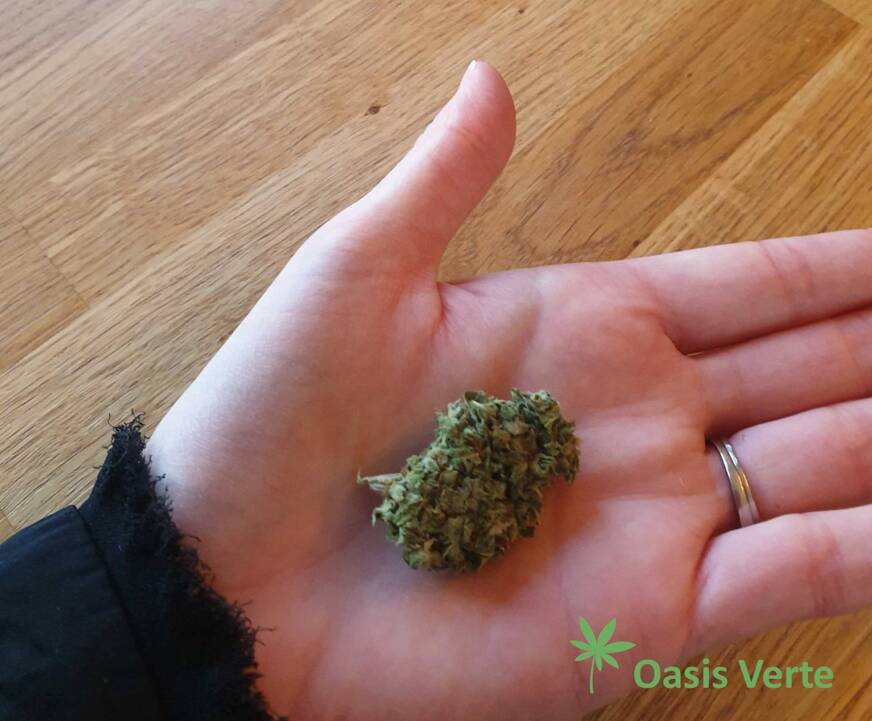 fleur de cannabis saveurs cbd zoom